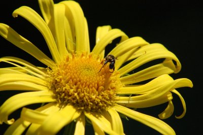Fly on a yellow daisy.